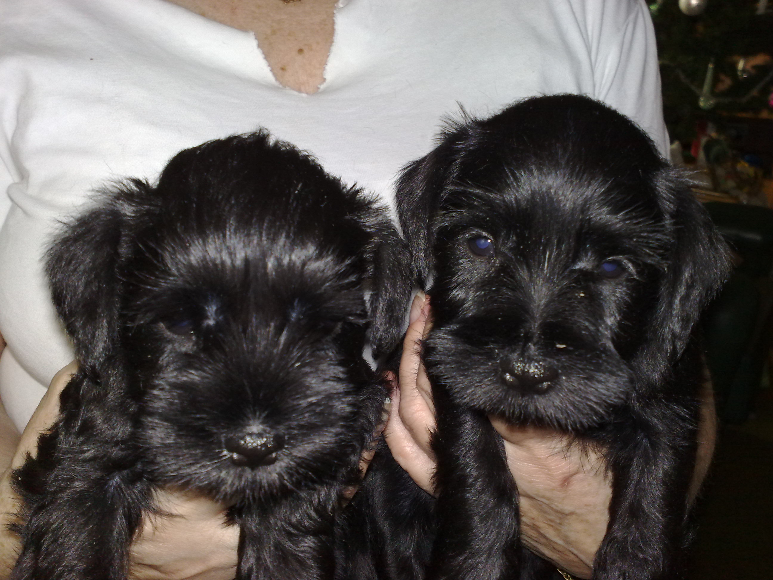 prosinec 2011 až 2012 029